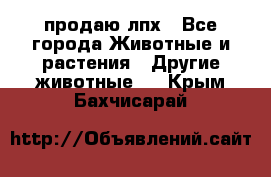 продаю лпх - Все города Животные и растения » Другие животные   . Крым,Бахчисарай